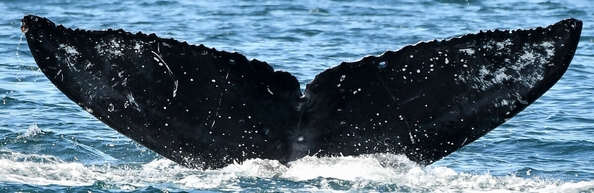 Fluke of Blizzard (Salish Sea)