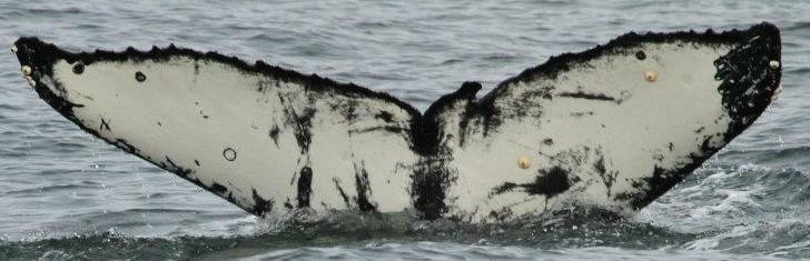 Fluke of CRC-17567