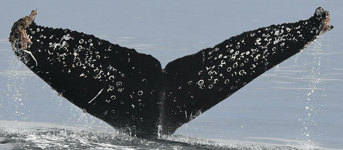 Fluke of Fiesta (Salish Sea)