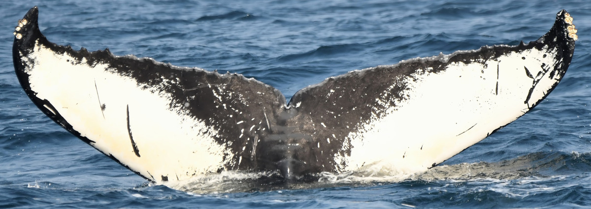 Fluke of Moth (Salish Sea)