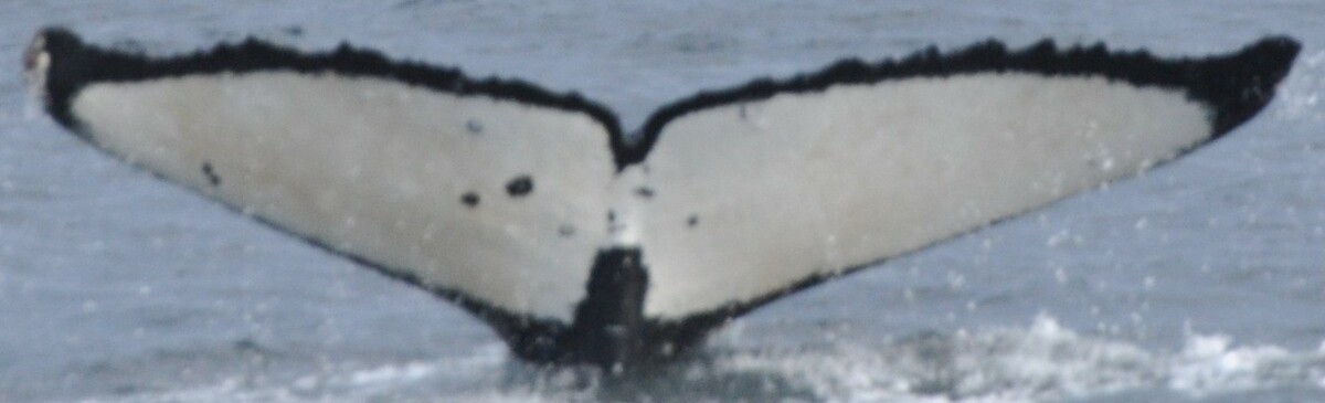 Fluke of CRC-17698
