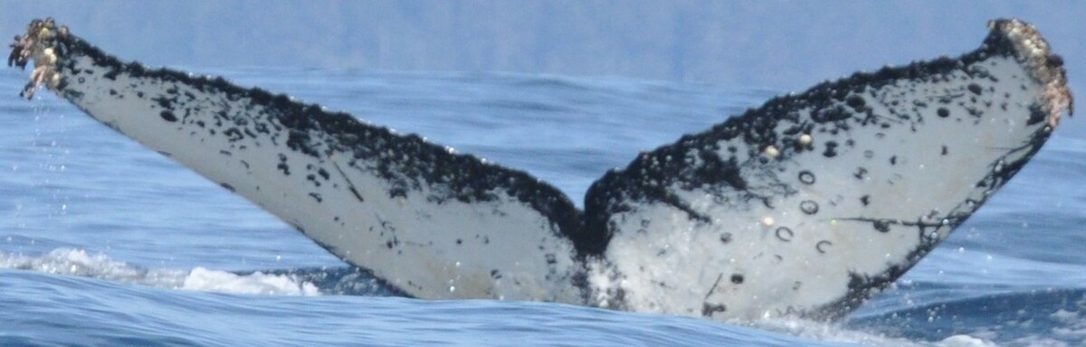 Fluke of Camo (Salish Sea)