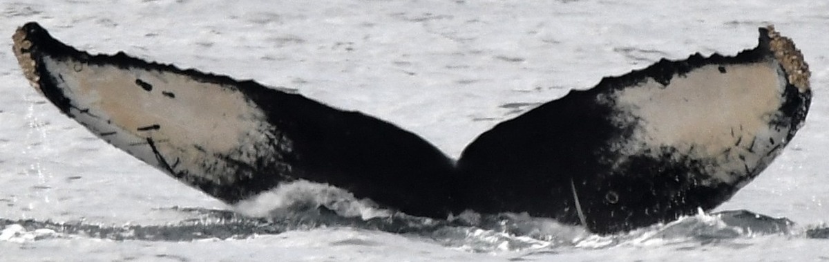 Fluke of CRC-18001