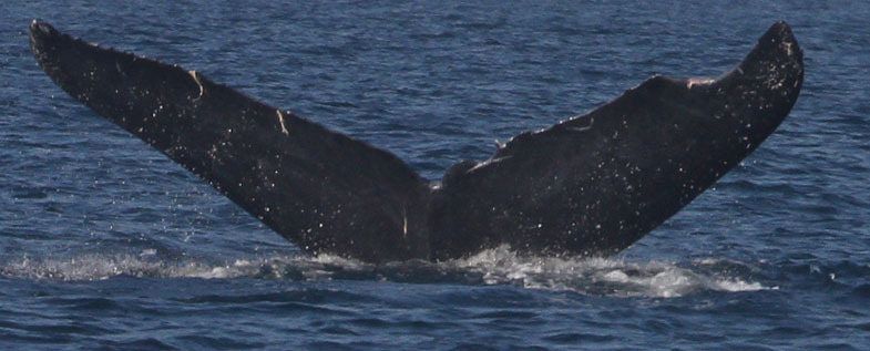 Fluke of CRC-19477
