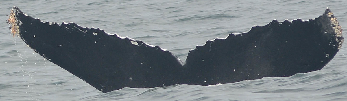 Fluke of CRC-12277