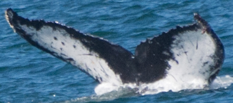 Fluke of CRC-17782