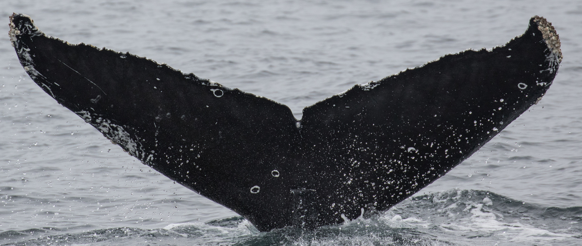 Fluke of CRC-17794