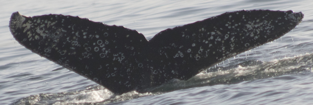 Fluke of CRC-20469