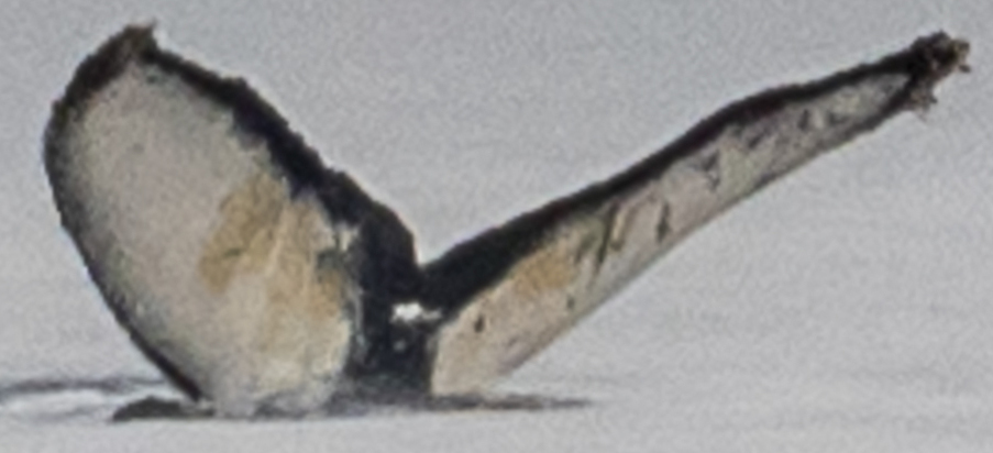 Fluke of CRC-18849