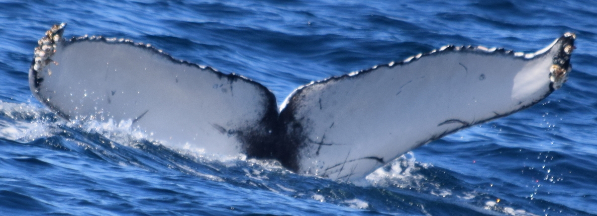 Fluke of CRC-18279