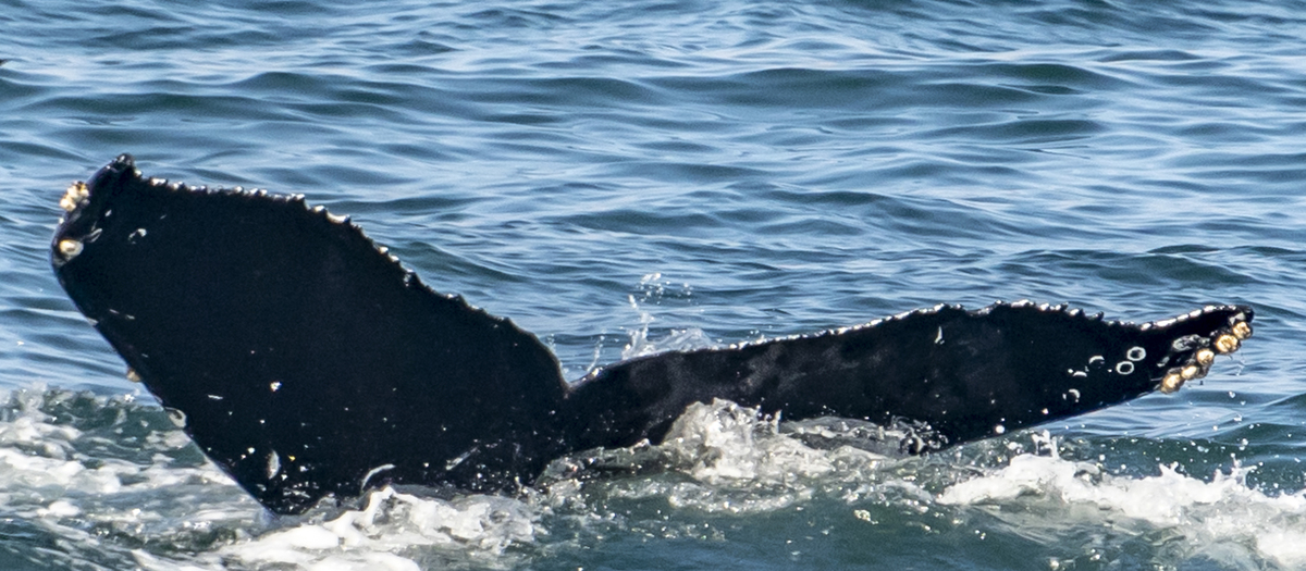 Fluke of CRC-18281