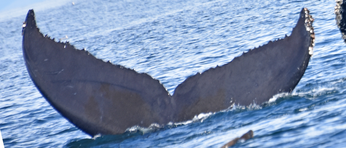 Fluke of CRC-18010