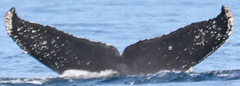 Fluke of CRC-17722