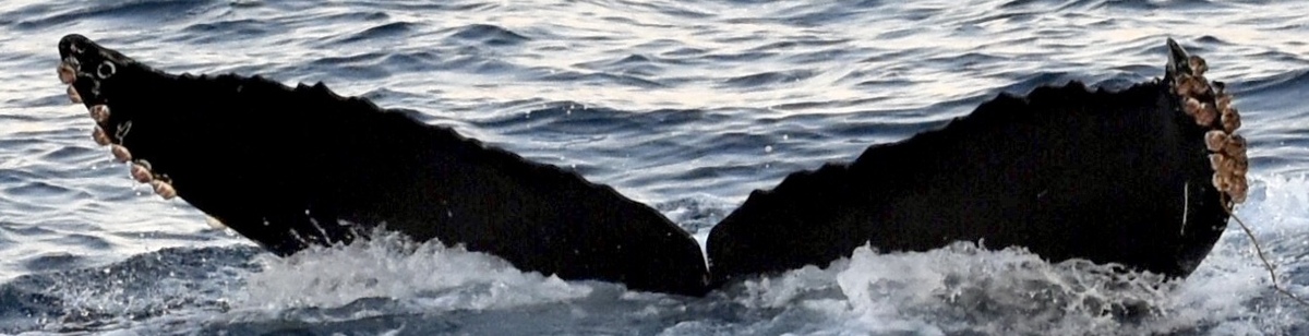Fluke of CRC-17693