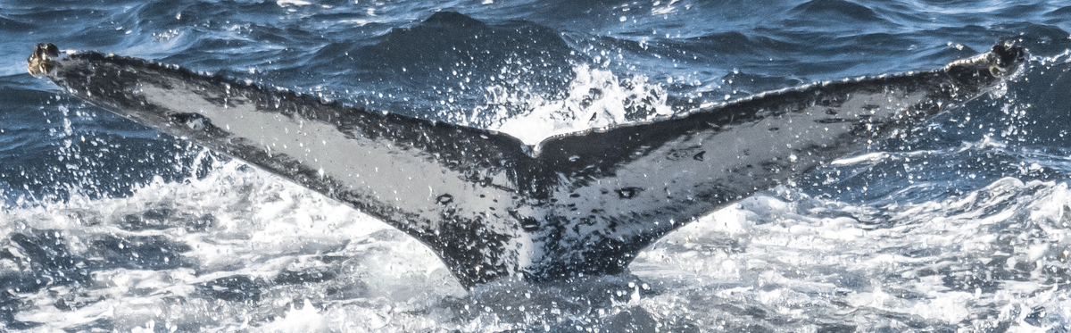 Fluke of CRC-18558