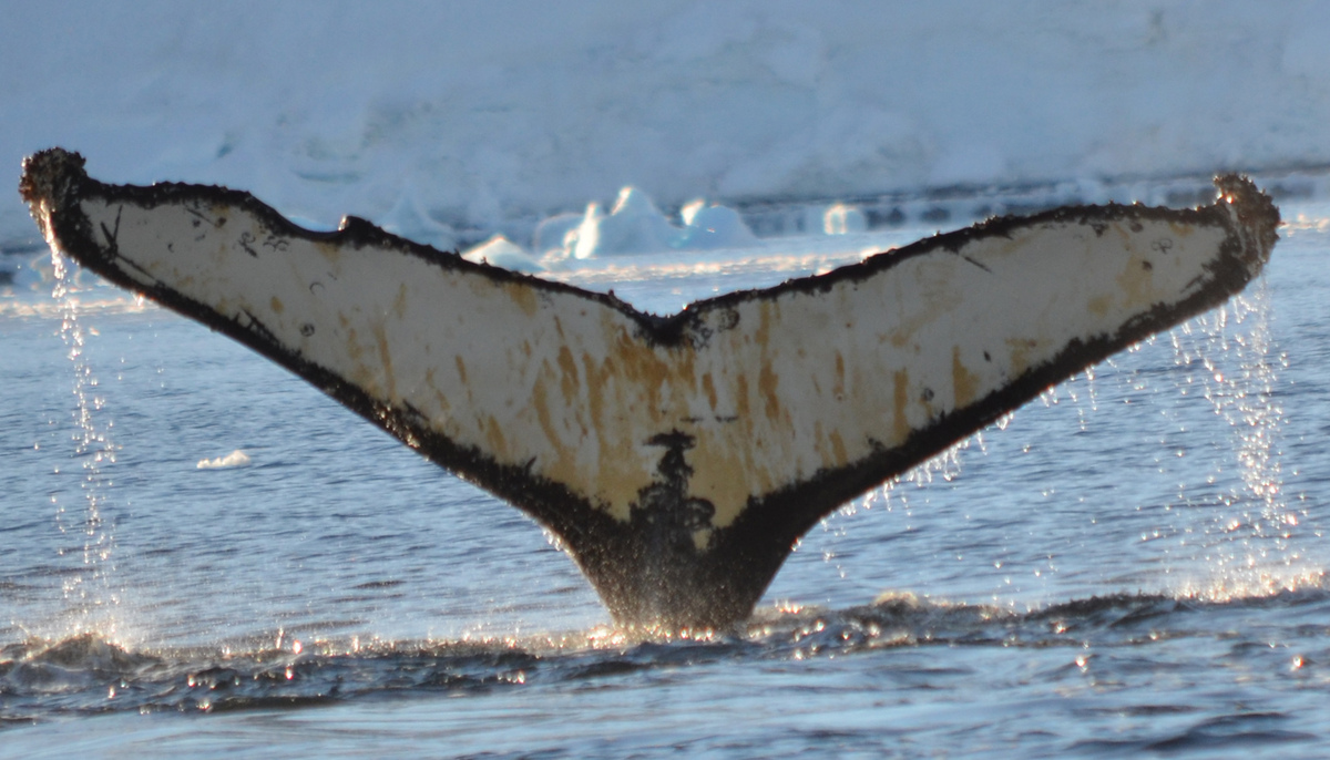 Fluke of AHWC-7403