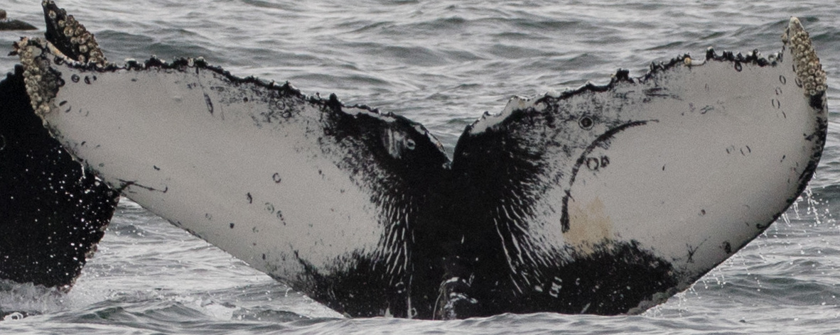 Fluke of CRC-18483