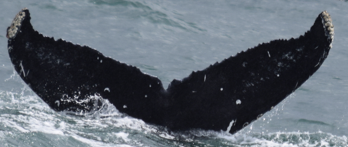 Fluke of CRC-18780