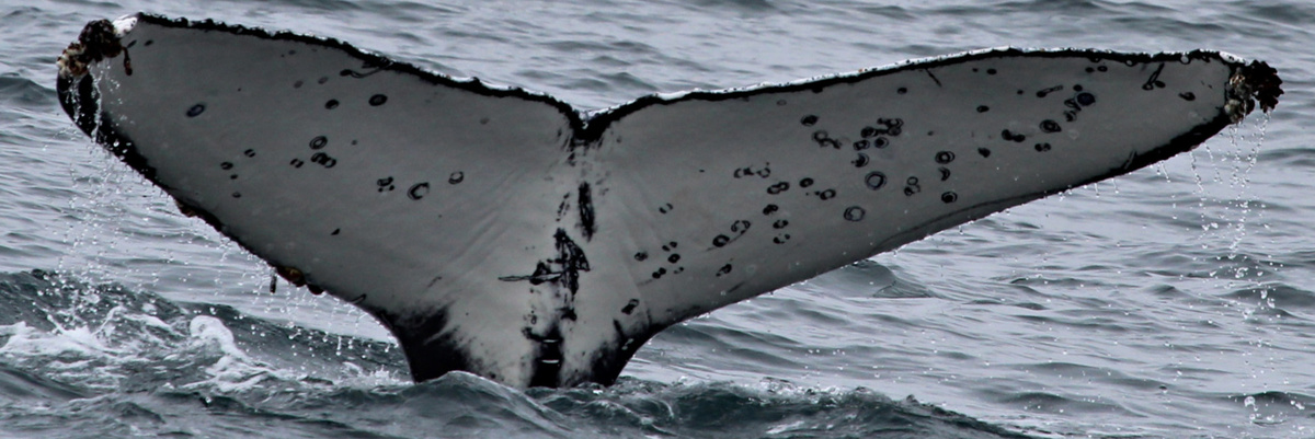 Fluke of Vanilla Thunder (California)
