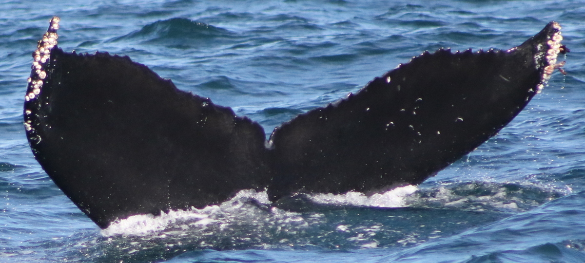 Fluke of CRC-17599