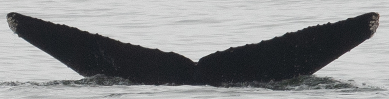 Fluke of CRC-18583