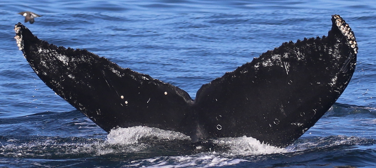 Fluke of CRC-18829