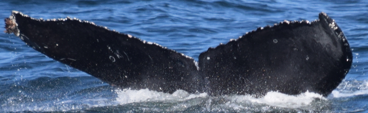 Fluke of CRC-18783