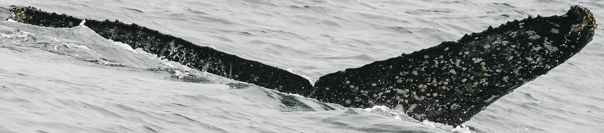 Fluke of CRC-20479