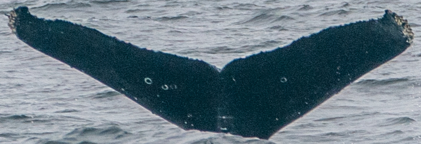 Fluke of CRC-20174