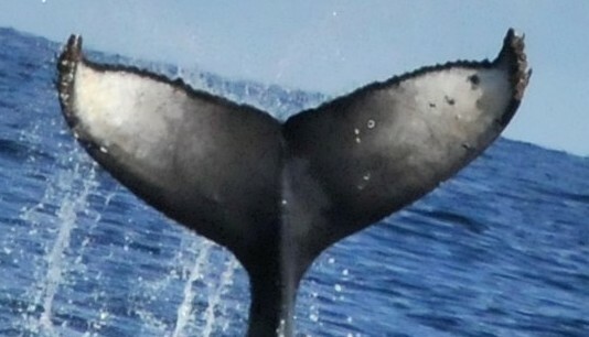 Fluke of CRC-20481