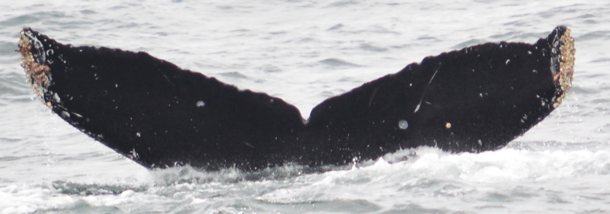 Fluke of CRC-19485
