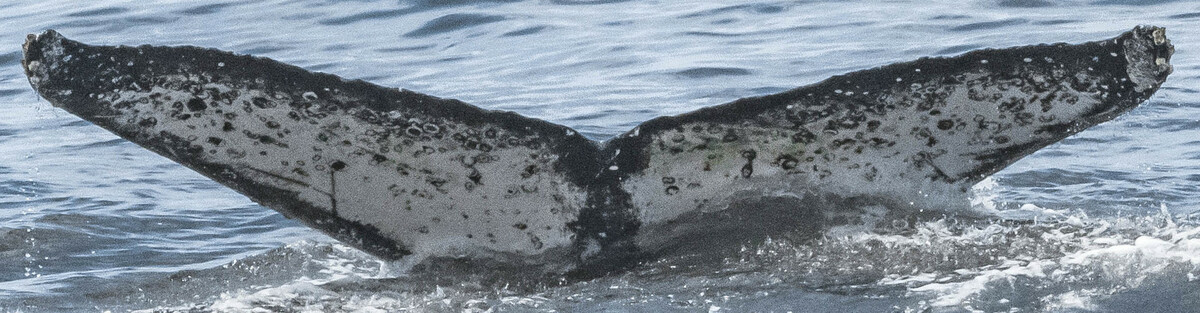 Fluke of CRC-18700