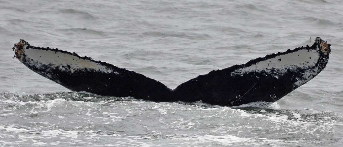 Fluke of CRC-18954