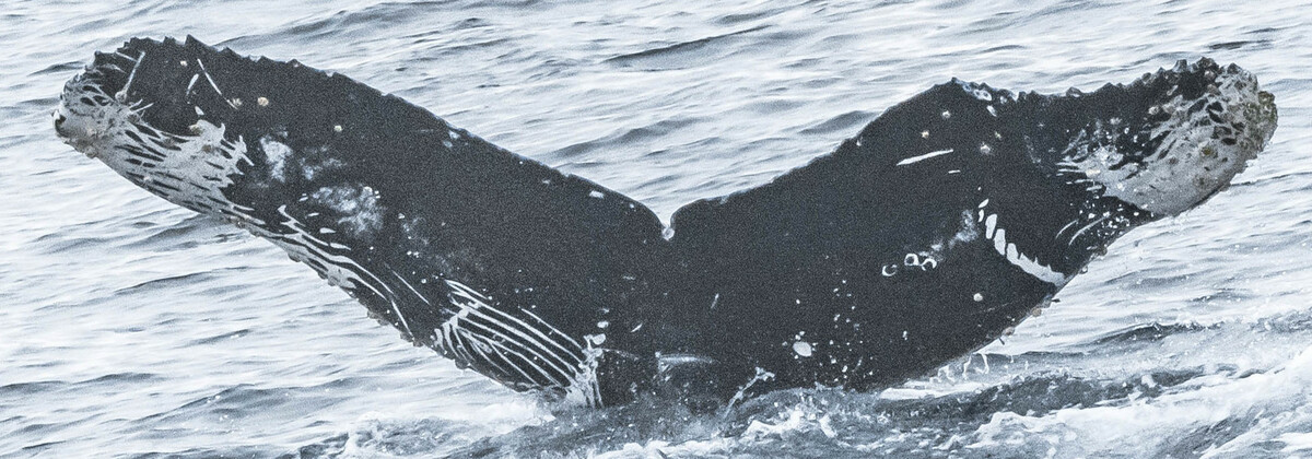 Fluke of CRC-18955