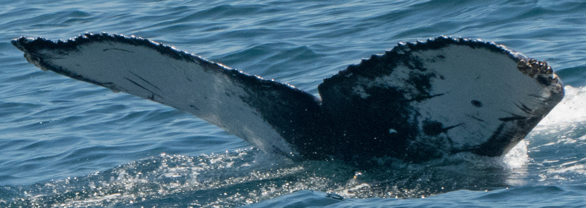 Fluke of CRC-18585