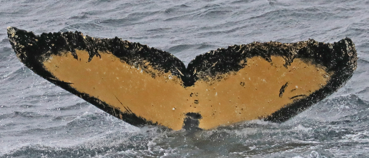 Fluke of Eclipse (Antarctica)