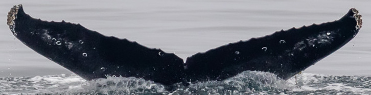 Fluke of CRC-17696
