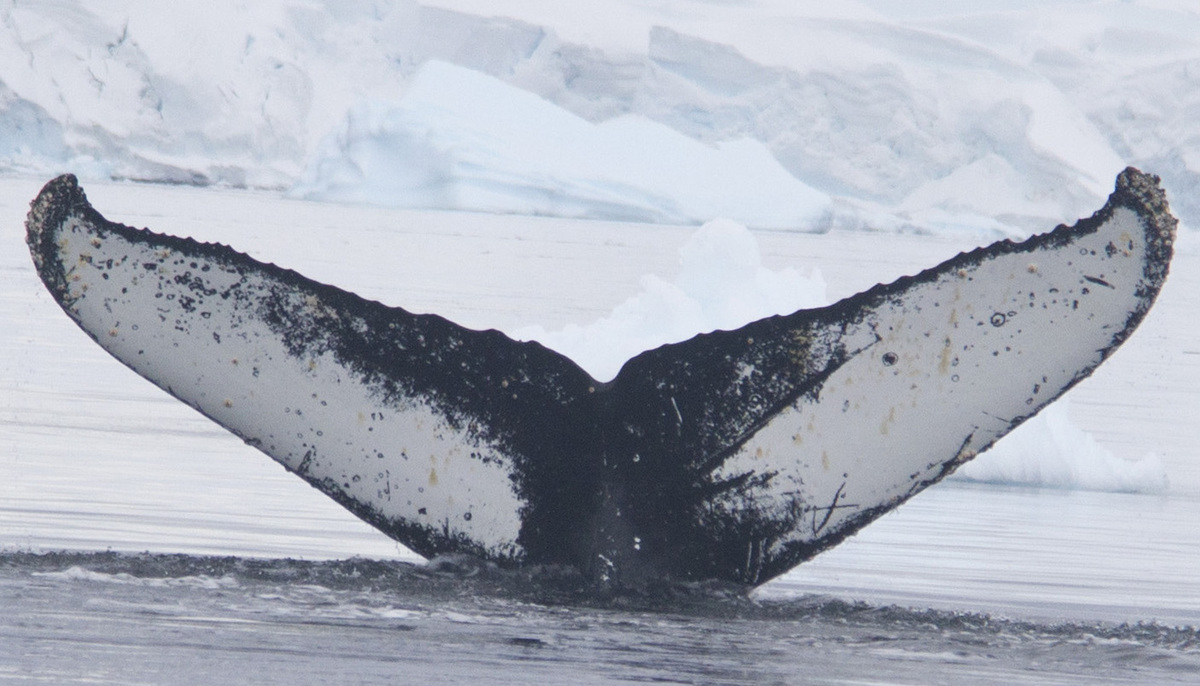 Fluke of AHWC-7348