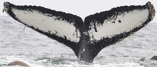Fluke of CRC-12034