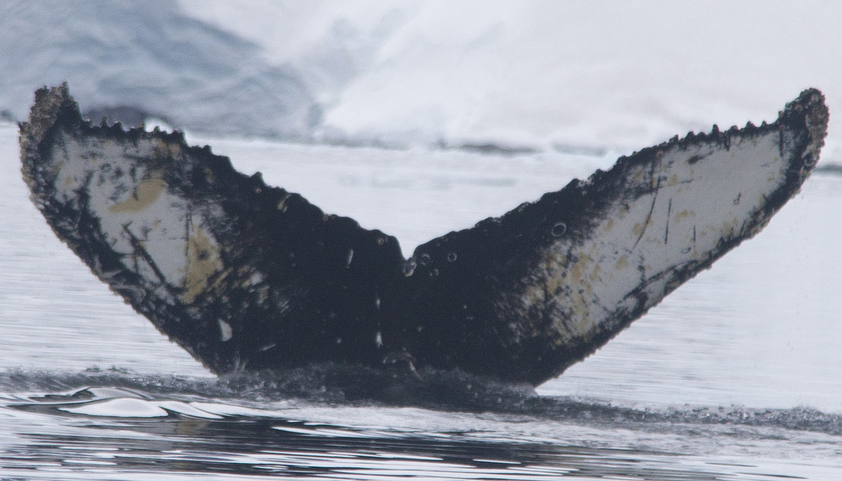 Fluke of AHWC-7349