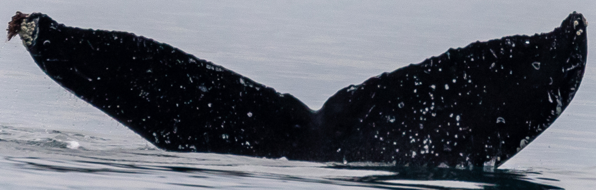 Fluke of Daily (Juneau)