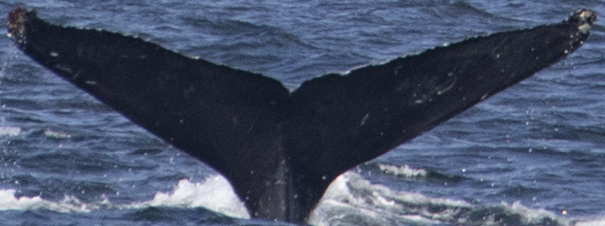 Fluke of Archer (BC)
