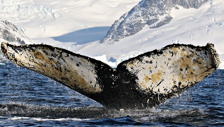 Fluke of AHWC-7362