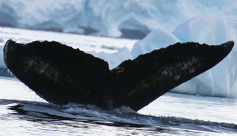 Fluke of AHWC-5904