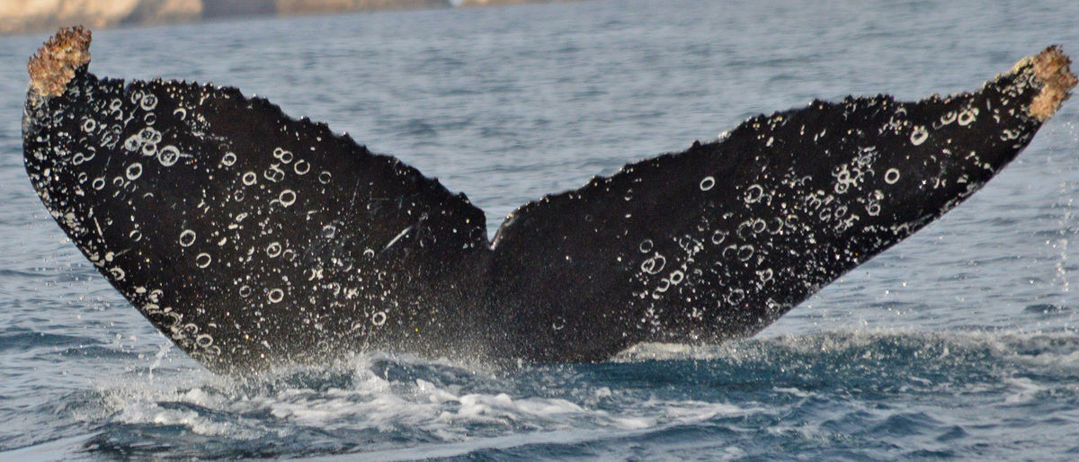 Fluke of CRC-16292