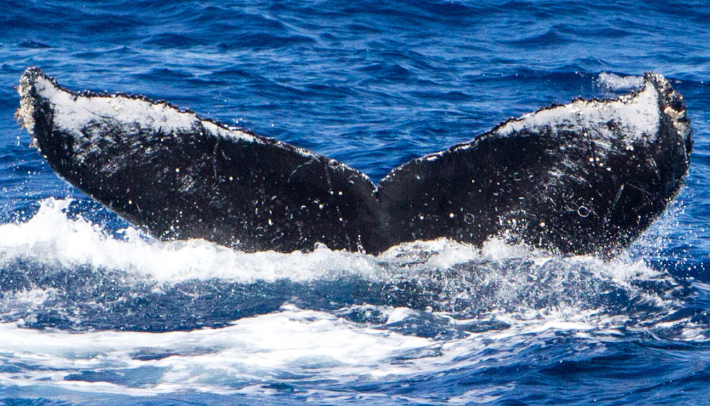 Fluke of Bump (Salish Sea)