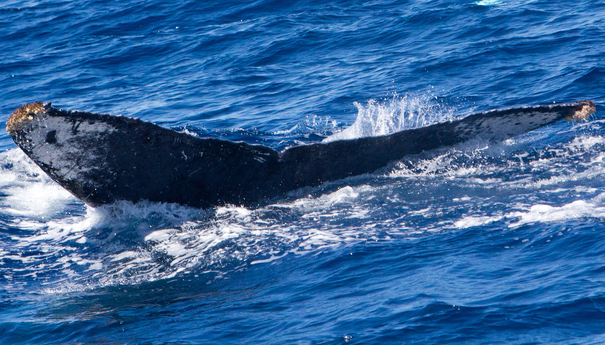 Fluke of CRC-16678
