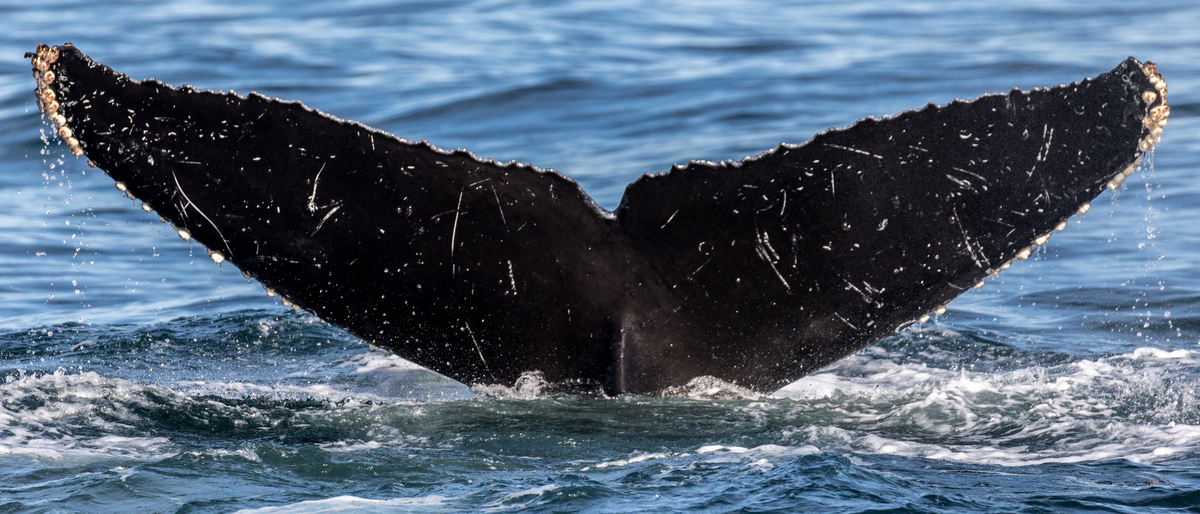 Fluke of CRC-12116