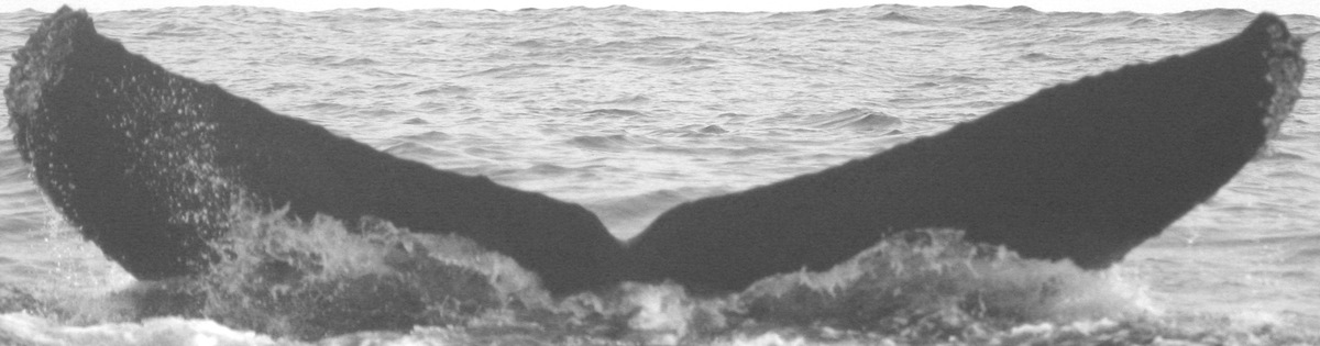 Fluke of CRC-12383