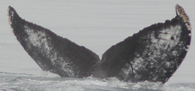 Fluke of Moray (California)